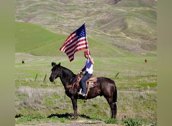 Quarter horse américain, Hongre, 14 Ans, 155 cm, Rouan Bleu