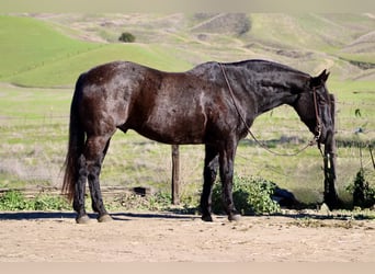 Quarter horse américain, Hongre, 14 Ans, 155 cm, Rouan Bleu