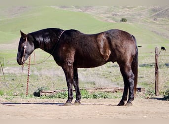 Quarter horse américain, Hongre, 14 Ans, 155 cm, Rouan Bleu