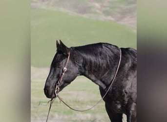 Quarter horse américain, Hongre, 14 Ans, 155 cm, Rouan Bleu