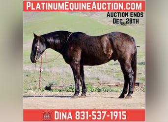 Quarter horse américain, Hongre, 14 Ans, 155 cm, Rouan Bleu