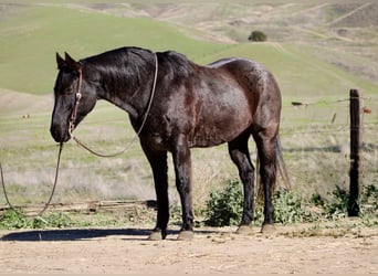 Quarter horse américain, Hongre, 14 Ans, 155 cm, Rouan Bleu