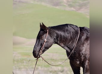 Quarter horse américain, Hongre, 14 Ans, 155 cm, Rouan Bleu