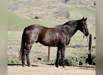 Quarter horse américain, Hongre, 14 Ans, 155 cm, Rouan Bleu