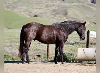 Quarter horse américain, Hongre, 14 Ans, 155 cm, Rouan Bleu