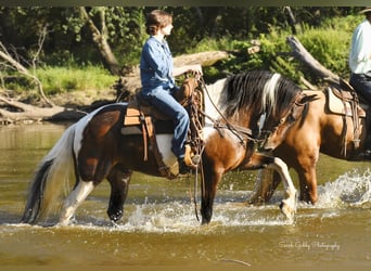 Quarter horse américain, Hongre, 14 Ans, 155 cm, Tobiano-toutes couleurs