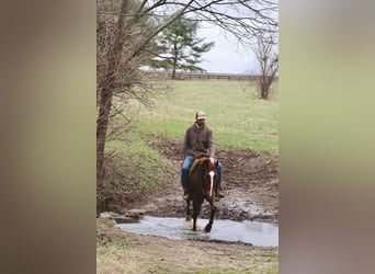 Quarter horse américain, Hongre, 14 Ans, 157 cm, Alezan brûlé