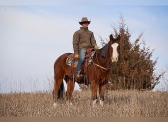 Quarter horse américain, Hongre, 14 Ans, 157 cm, Bai cerise