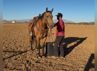 Quarter horse américain, Hongre, 14 Ans, 157 cm, Buckskin