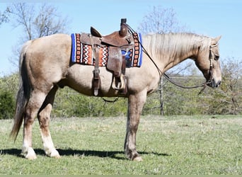 Quarter horse américain, Hongre, 14 Ans, 157 cm, Palomino