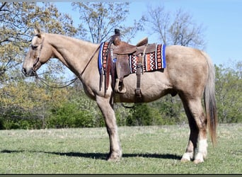 Quarter horse américain, Hongre, 14 Ans, 157 cm, Palomino