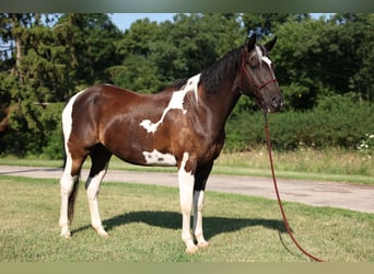 Quarter horse américain, Hongre, 14 Ans, 157 cm, Tobiano-toutes couleurs