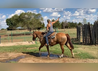 Quarter horse américain Croisé, Hongre, 14 Ans, 160 cm, Alezan dun