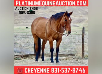 Quarter horse américain, Hongre, 14 Ans, 160 cm, Isabelle