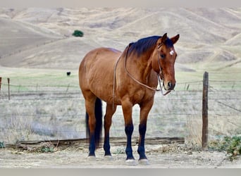Quarter horse américain, Hongre, 14 Ans, 160 cm, Isabelle