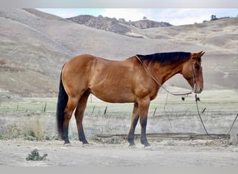 Quarter horse américain, Hongre, 14 Ans, 160 cm, Isabelle