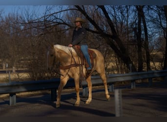 Quarter horse américain, Hongre, 14 Ans, 160 cm, Palomino