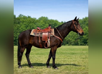 Quarter horse américain, Hongre, 14 Ans, 163 cm, Bai brun