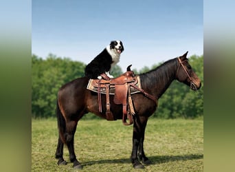 Quarter horse américain, Hongre, 14 Ans, 163 cm, Bai brun