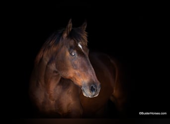 Quarter horse américain, Hongre, 14 Ans, 163 cm, Bai cerise