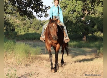 Quarter horse américain, Hongre, 14 Ans, 163 cm, Bai cerise