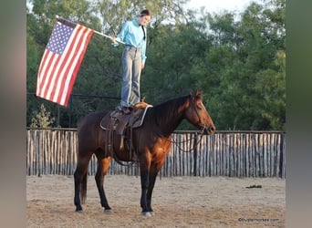 Quarter horse américain, Hongre, 14 Ans, 163 cm, Bai cerise