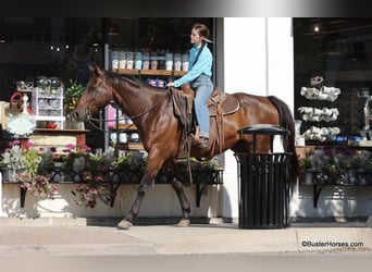 Quarter horse américain, Hongre, 14 Ans, 163 cm, Bai cerise