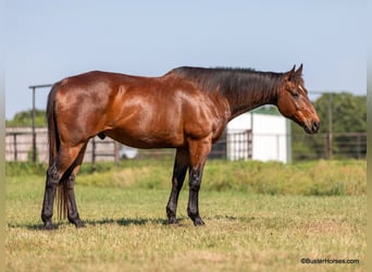 Quarter horse américain, Hongre, 14 Ans, 163 cm, Bai cerise