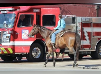 Quarter horse américain, Hongre, 14 Ans, 163 cm, Bai cerise