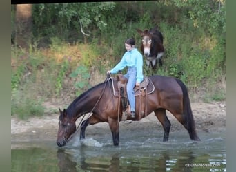 Quarter horse américain, Hongre, 14 Ans, 163 cm, Bai cerise