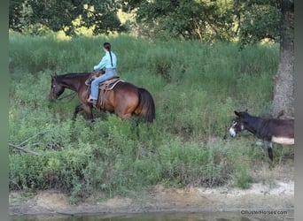 Quarter horse américain, Hongre, 14 Ans, 163 cm, Bai cerise