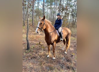 Quarter horse américain, Hongre, 14 Ans, 168 cm, Alezan brûlé