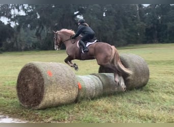 Quarter horse américain, Hongre, 14 Ans, 168 cm, Alezan brûlé