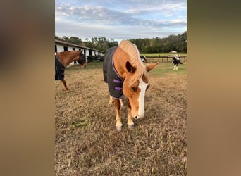 Quarter horse américain, Hongre, 14 Ans, 168 cm, Alezan brûlé