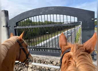 Quarter horse américain, Hongre, 14 Ans, 168 cm, Alezan brûlé