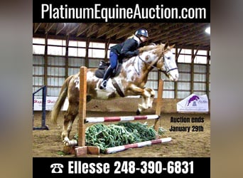 Quarter horse américain, Hongre, 14 Ans, 168 cm, Overo-toutes couleurs