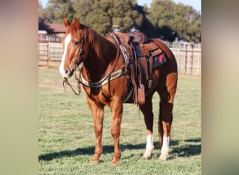 Quarter horse américain, Hongre, 14 Ans, Alezan brûlé