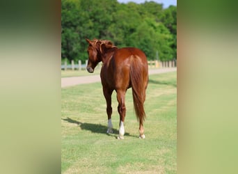 Quarter horse américain, Hongre, 14 Ans, Alezan cuivré