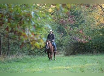 Quarter horse américain, Hongre, 14 Ans, Alezan cuivré