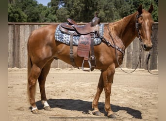Quarter horse américain, Hongre, 14 Ans, Alezan cuivré