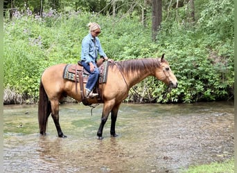 Quarter horse américain, Hongre, 14 Ans, Buckskin