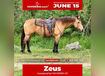 Quarter horse américain, Hongre, 14 Ans, Buckskin
