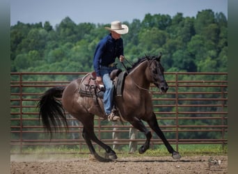 Quarter horse américain, Hongre, 14 Ans, Grullo