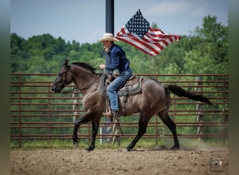Quarter horse américain, Hongre, 14 Ans, Grullo