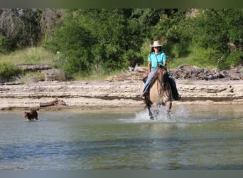Quarter horse américain, Hongre, 14 Ans, Grullo