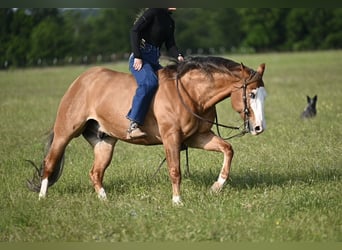 Quarter horse américain, Hongre, 14 Ans, Isabelle