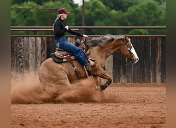 Quarter horse américain, Hongre, 14 Ans, Isabelle