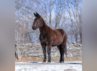 Quarter horse américain, Hongre, 14 Ans, Noir