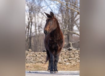 Quarter horse américain, Hongre, 14 Ans, Noir