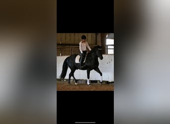 Quarter horse américain, Hongre, 14 Ans, Noir